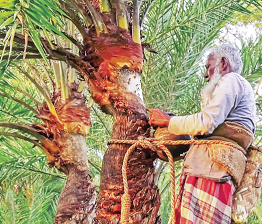 শীতে আবারো প্রাণ ফিরে পেল খেজুর গুড়ের ঐতিহ্য